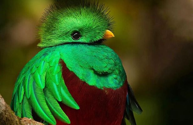 The Quetzal Tour In Monteverde 