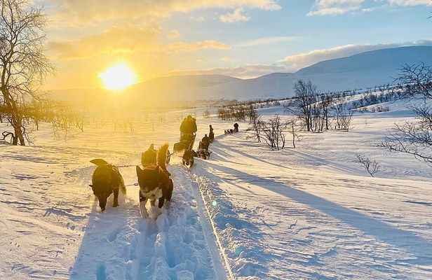 Private Dogsledding tour with a Night at our little Husky lodge