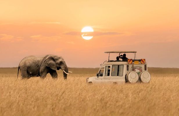6 Days Private Tanzania Midrange Safari Adventure