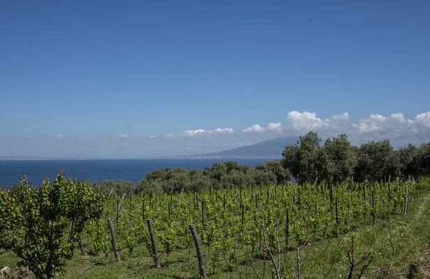 Tasting in the vineyard