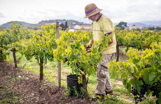 From Villa de Leyva Vineyard Tour