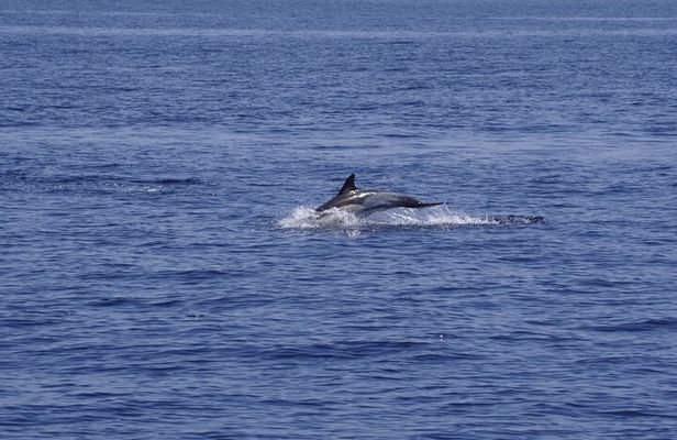 Whale & Dolphin Observation on Electric Sailing Boat in Denia