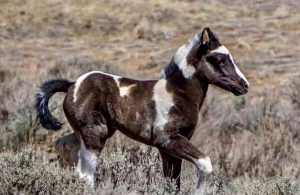 Private 4 Hour Red Canyon Wild Mustang Air Conditioned Van Tours