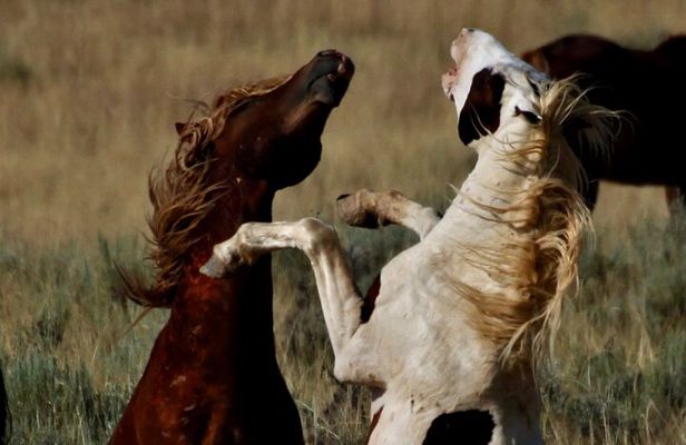 Kicking Red Canyon Wild Mustang Bus Tour Deals 8am Daily 