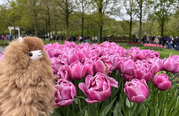 Tulip Paradise: Keukenhof Half-Day Private Tour