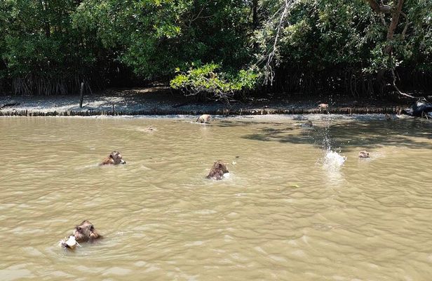 Floating & Railway Markets (Optional Mangrove Visit) Private Tour