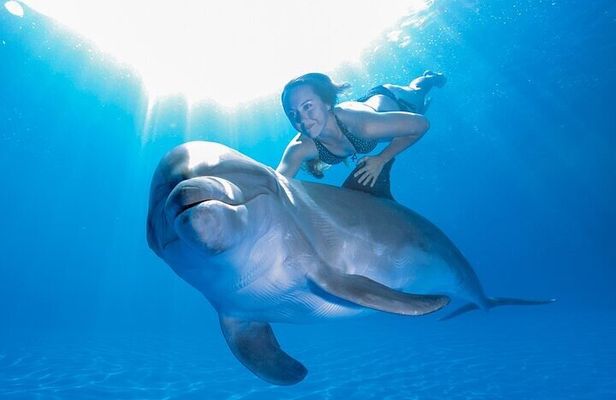 Must-DO The only and Unique Natural Space Dolphin Encounter Cabo