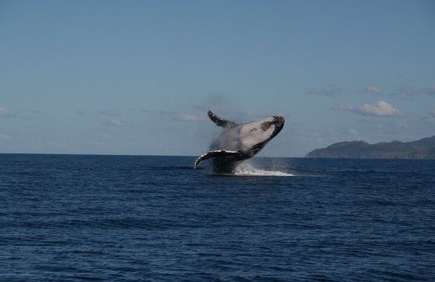 Whale Watching and Wildlife Cruise Townsville and Magnetic Island