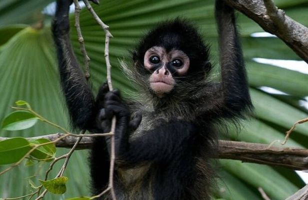 Private Tour Coba Ruin Punta Laguna Monkey Spider Cenote Mayan Village