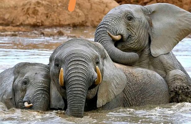 Great Addo Elephant Park Adventure Safari