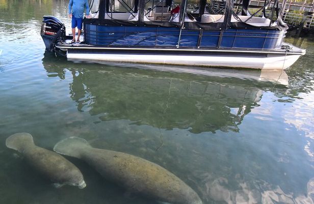 3 Hour See Crystal River Wildlife Safari Boat Cruise