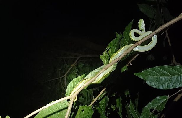 Naturegocr Monteverde