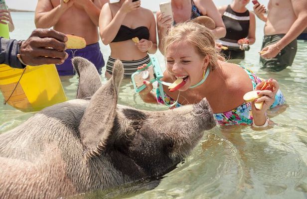 Swim with Famous Pigs at Rose Island