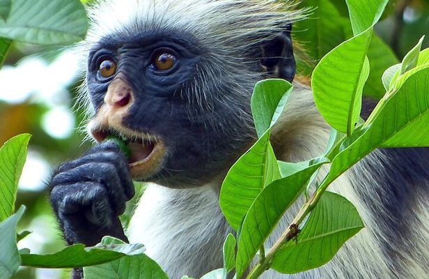 Full Day Jozani forest + Spice farm and Stone town (City tour)