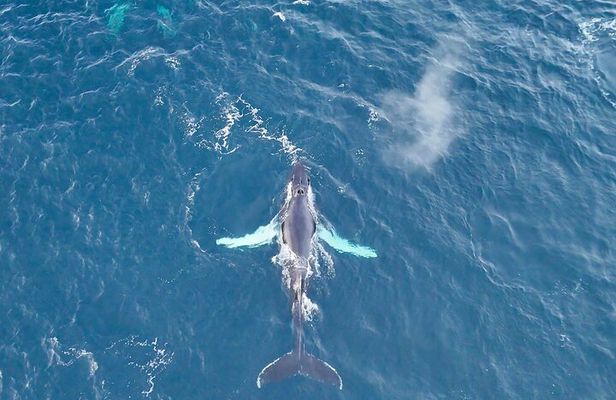 Alta Fjord Whale Watching on a Heated Boat