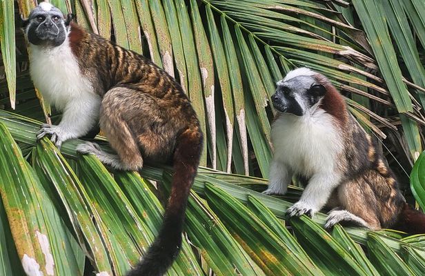 Guided Tour in Sloth Sanctuary and Monkey Island