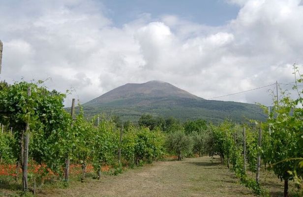 Ercolano Vineyards Guided Wine Tasting Experience with Brunch