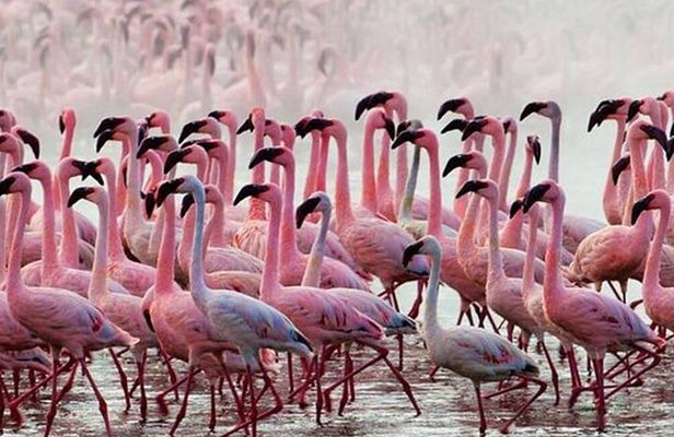 Private Day Tour to Lake Baringo from Nairobi