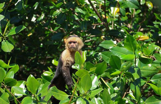 Paddle Through Paradise: Mangrove Kayak Adventure