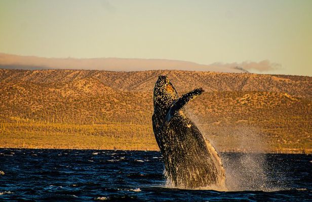5-Day Baja Whale Safari: 2 Whale Species & Snorkeling Experiences
