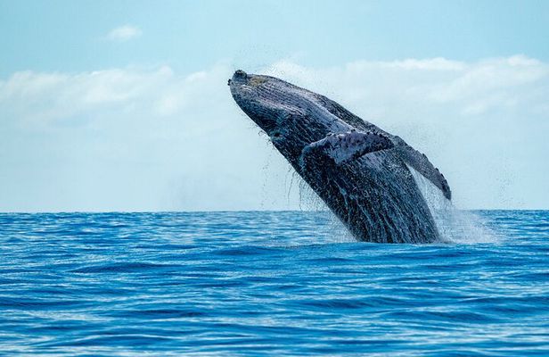 Whale Watching Adventure -Speed Boat & Small Group
