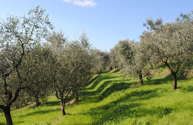 Small Group Olive Oil and Wine Tour with Light Lunch
