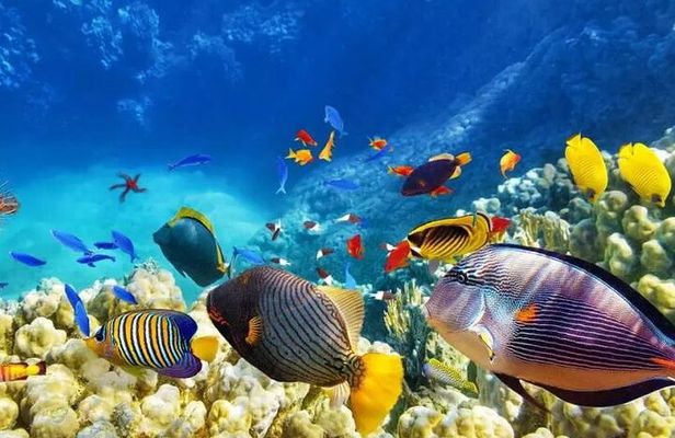 Private Island Hopping in Nasuluan, Hiltotongan and Caohngan