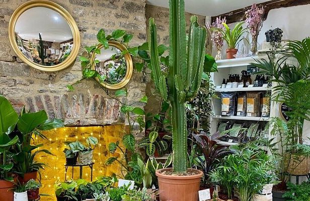 Terrarium Making Experience in Cirencester