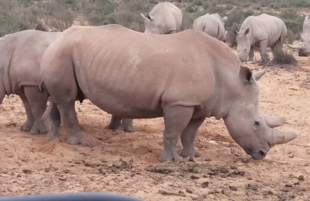 Aquila big five safari with transport, lunch Exclusive park fee.