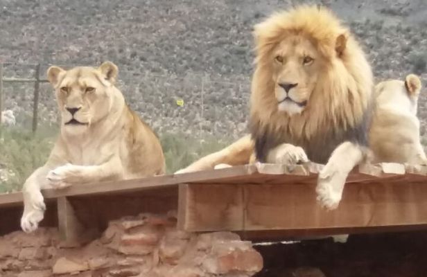 Aquila big five safari with transport, lunch Exclusive park fee.