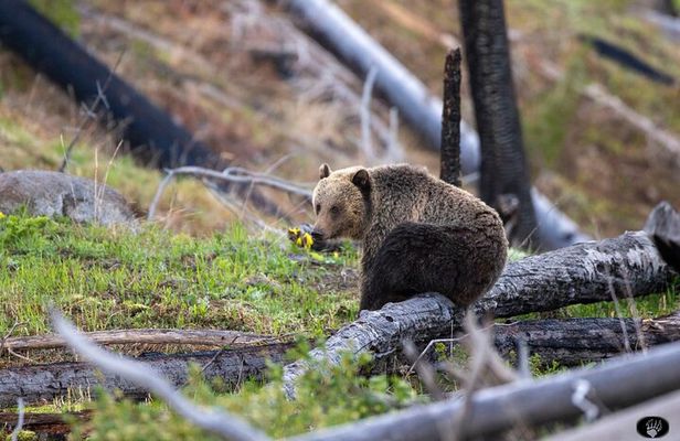 Yellowstone Wildlife and Photo Upper Loop Tour West Yellowstone