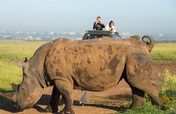 Nairobi National Park Half Day Tour with Landcruiser with Pickup