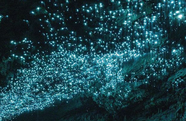 From Auckland: Waitomo Glowworm & Cave Explorer Small Group Tour 