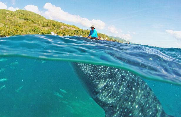 Whale Shark Snorkeling, Kawasan Falls, Sardines Run from Cebu