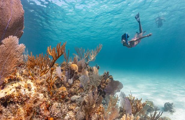 Private Sightseeing Tour in Nassau with Lunch