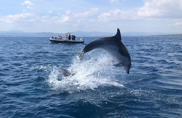 Dolphin Watching and Snorkeling in Figarolo in Sardinia