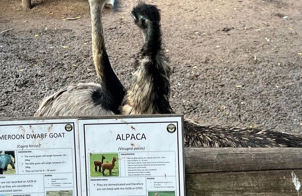 World of Birds, Kirstenbosch and Constantia Wine Private Day Tour