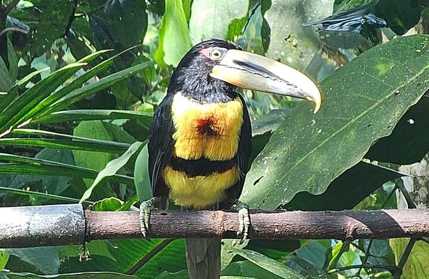Mindo Private Day Tour: Hummingbirds, Waterfalls, Jungle ...