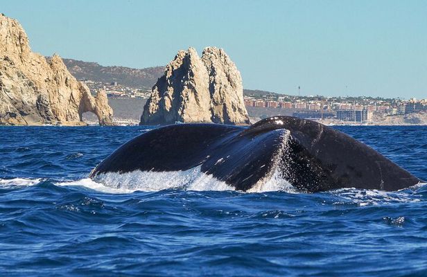 Private Humpback Whale Watching in Cabo San Lucas