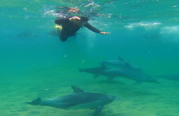 Swim With The Dolphins Experience in Bunbury Australia 