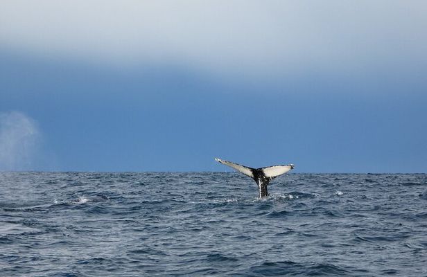 Evening Whale Watching & Puffin Cruise in the Arctic Sun