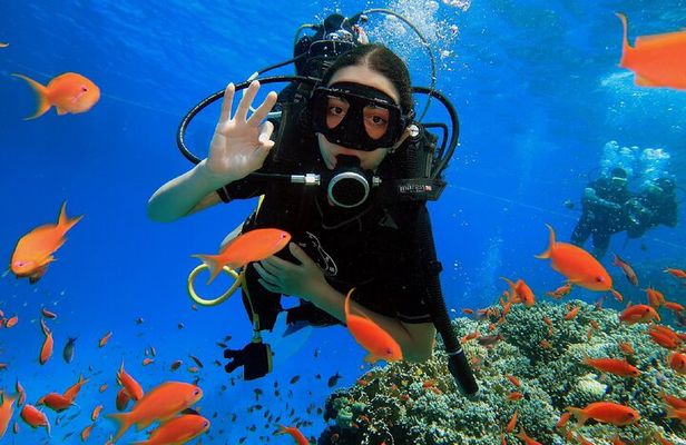 PADI Scuba Diver (PSD)
