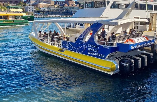 Whale Watching Sydney