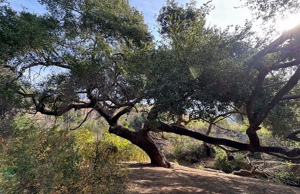 Private Malibu Waterfall Hike & Pacific Coast Drive