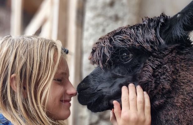 Walking with alpacas - Domačija Loncnar - Bohinj