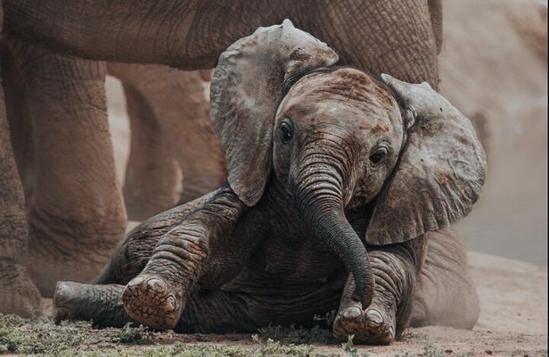  Addo Elephant Park Full day big 5 Safari 