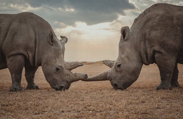 Private Day Tour to Olpajeta Conservancy From Nairobi