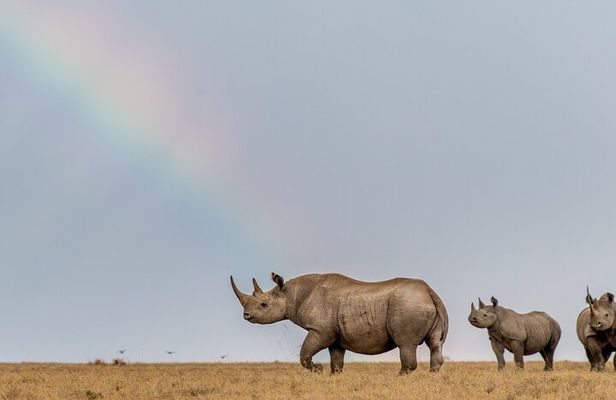 Nairobi National Park and Giraffe Centre Safari Tour