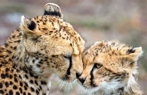 The Cheetah Outreach and Award-Winning Winelands in Cape Town