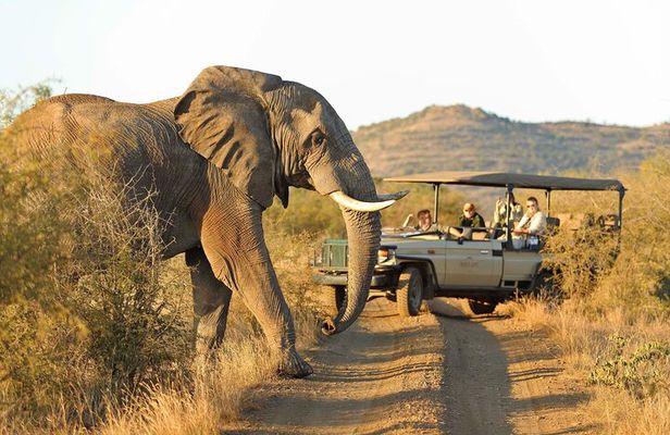 3-Day Big Five Madikwe Safari from Johannesburg